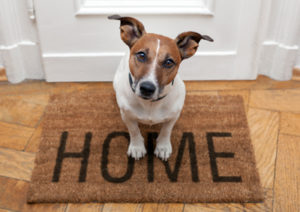 Dog Welcome Home